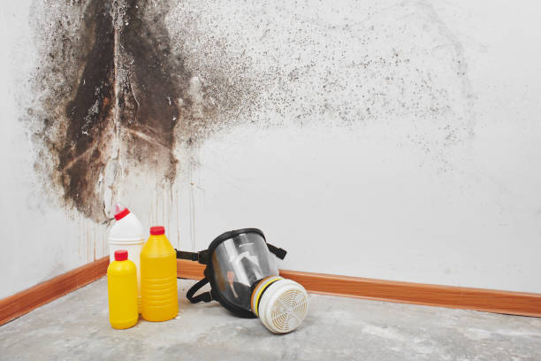 Best Kitchen Mold Remediation in Chandler, IN
