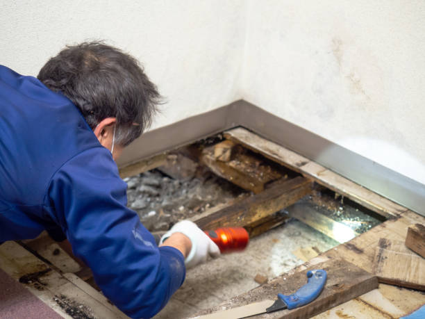 Best Health and Safety Mold Remediation in Chandler, IN