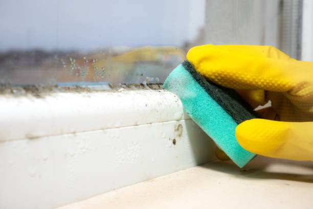 Best Post-Flood Mold Remediation in Chandler, IN