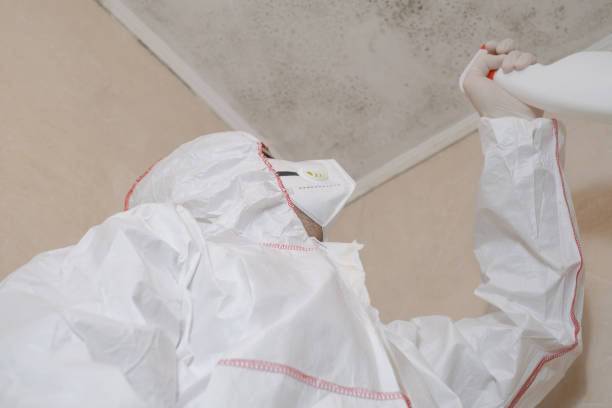 Best Commercial Mold Remediation in Chandler, IN