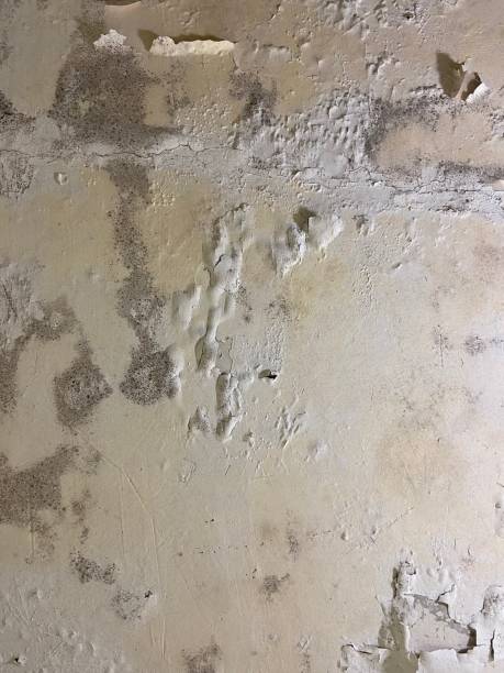 Best Bathroom Mold Remediation in Chandler, IN