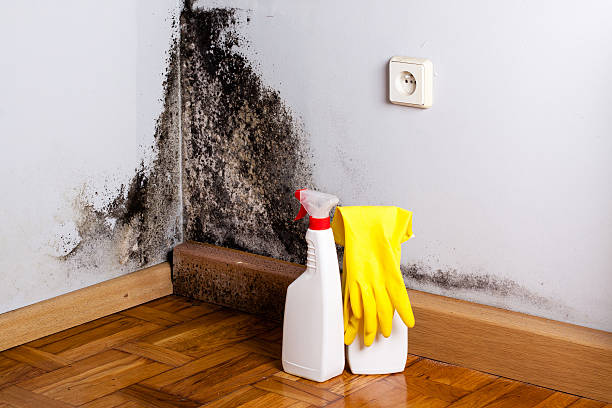 Best Crawl Space Mold Remediation in Chandler, IN