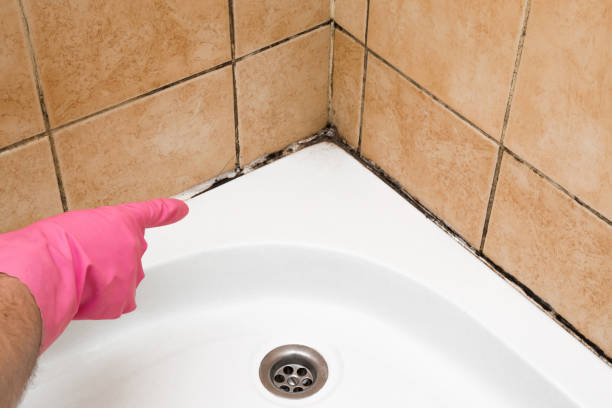 Best Residential Mold Remediation in Chandler, IN